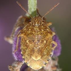 Staria lunata